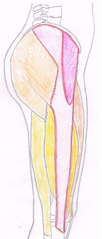 エルンテ整体　腸脛靭帯
