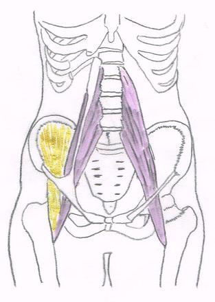 エルンテ整体　大腰筋　腸骨筋　腸腰筋