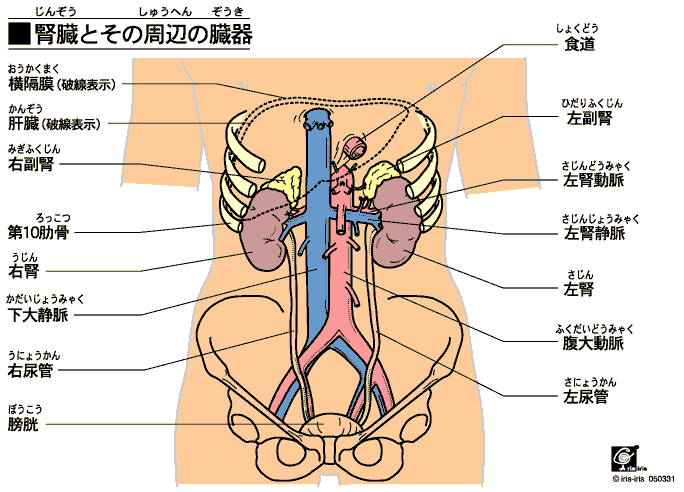 大阪心斎橋のエルンテ整体　腎臓結石