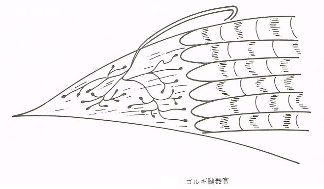 大阪心斎橋のエルンテ整体　ゴルギ腱器官