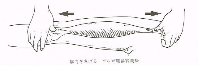 大阪心斎橋のエルンテ整体　ゴルギ腱器官による筋肉弱化