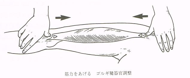 大阪心斎橋のエルンテ整体　ゴルギ腱器官による筋肉強化