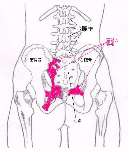 心斎橋のエルンテ整体　骨盤　骨格