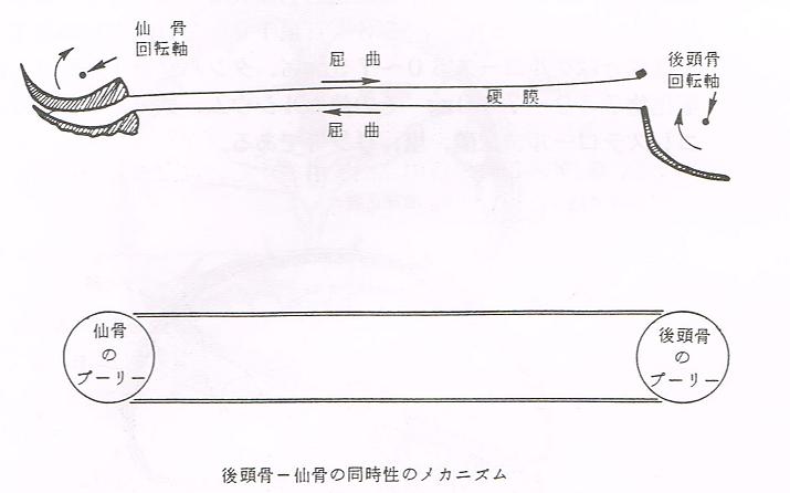 大阪心斎橋のエルンテ整体　頭蓋仙骨療法１