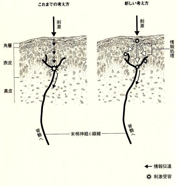大阪心斎橋のエルンテ整体　h皮脳同根