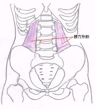 エルンテ整体　腰方形筋