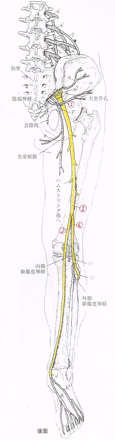 大阪心斎橋のエルンテ整体　坐骨神経